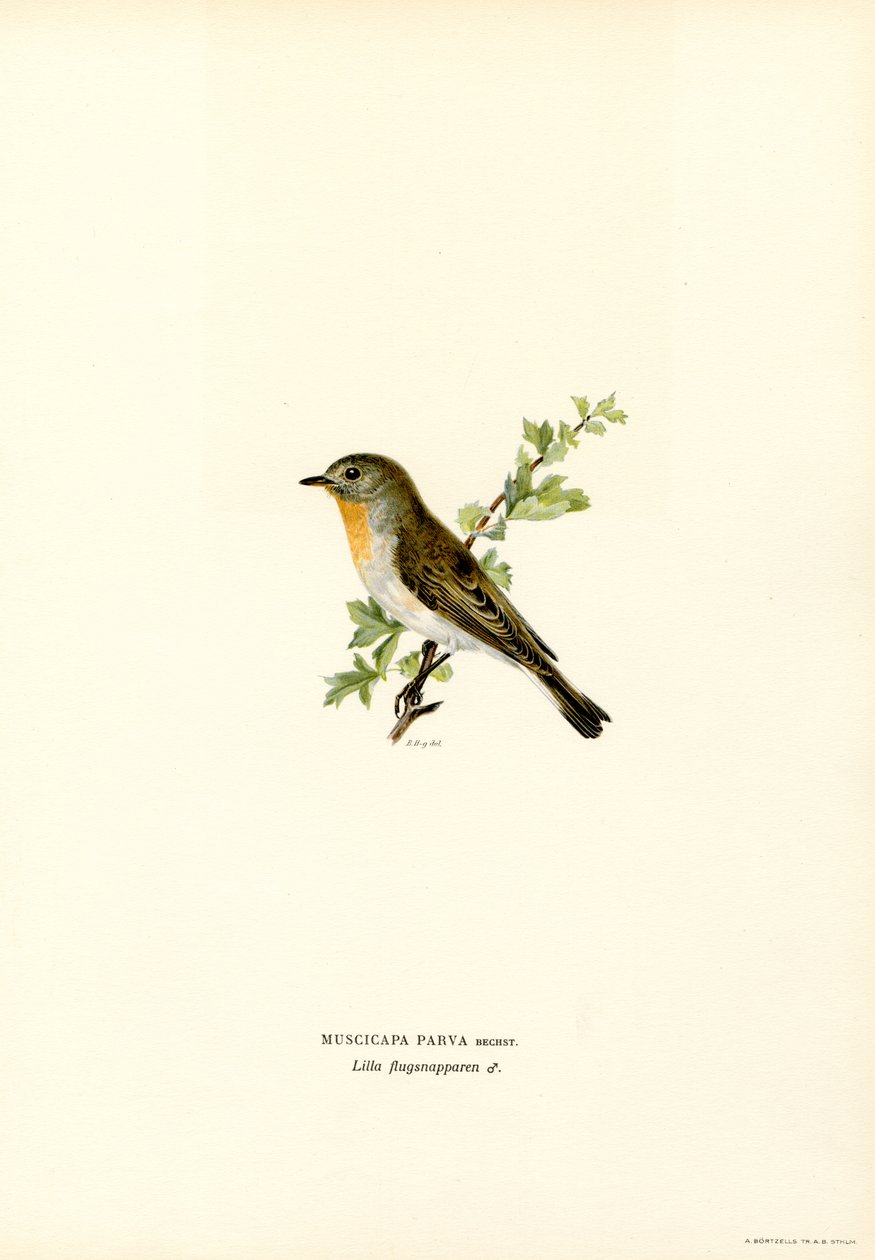 Punarivinen kärpässieppo (väri litho) tekijältä Magnus Ferdinand and Wilhelm von Wright