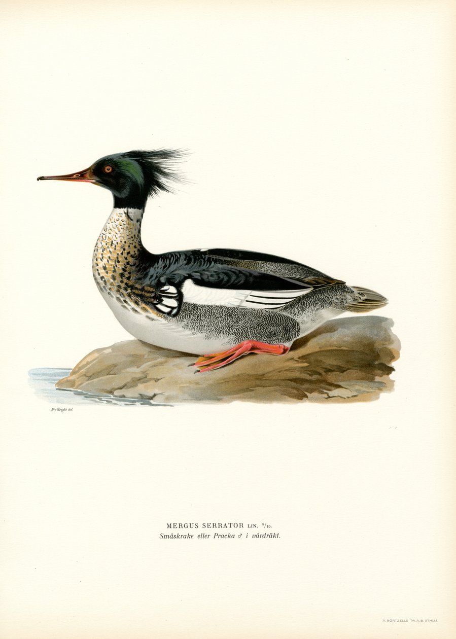 Punarintainen (väri litho) tekijältä Magnus Ferdinand and Wilhelm von Wright