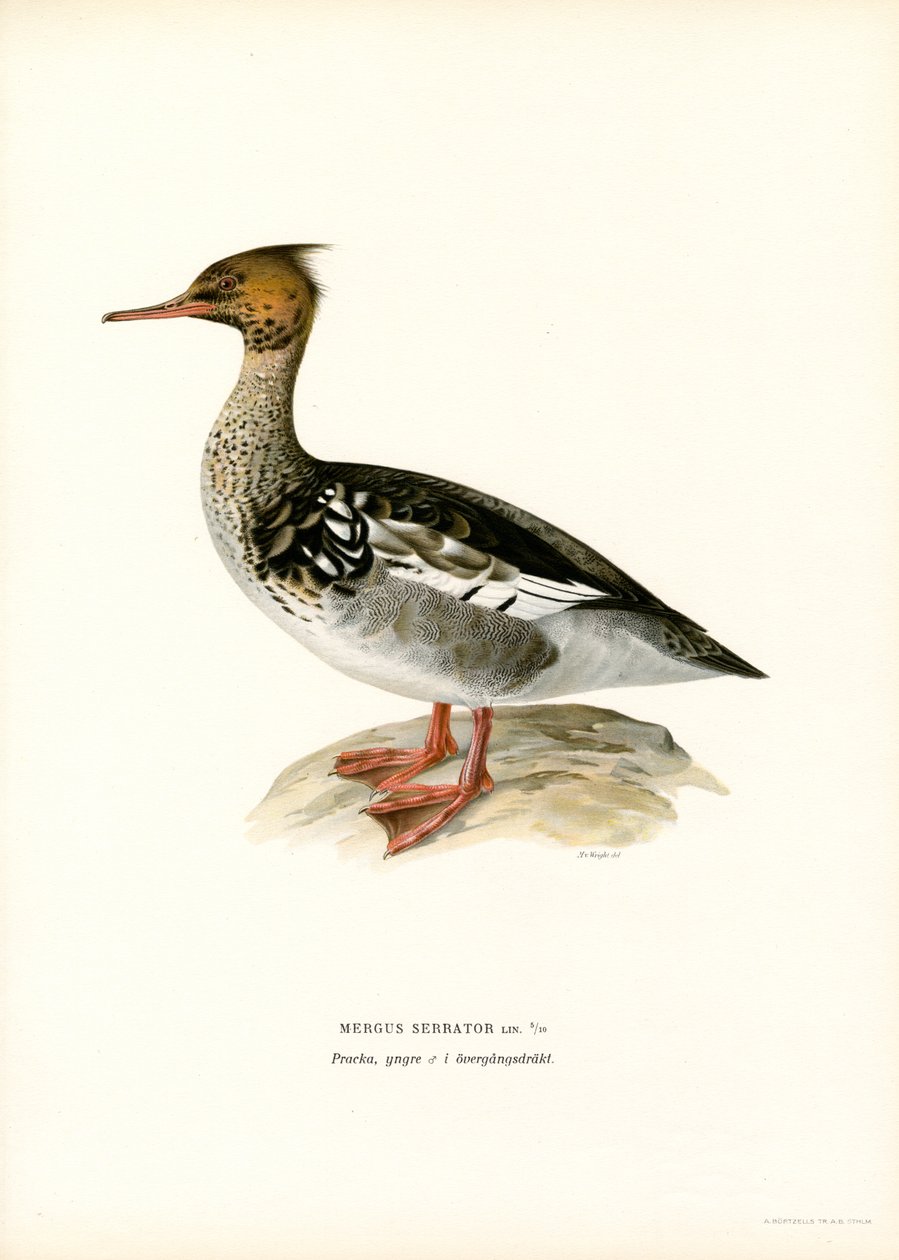 Punarintainen (väri litho) tekijältä Magnus Ferdinand and Wilhelm von Wright