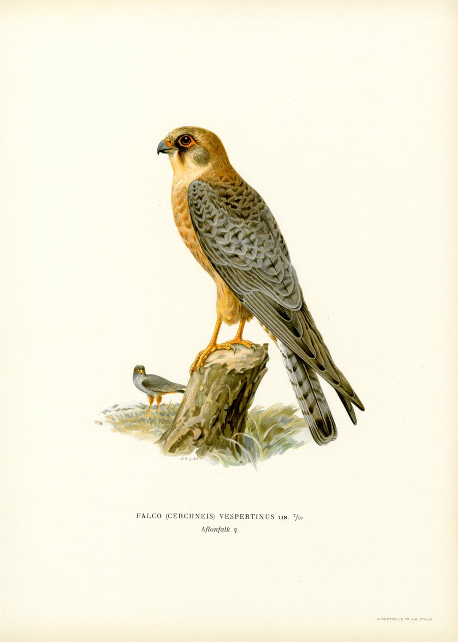 Punajalkahaukka (väri litho) tekijältä Magnus Ferdinand and Wilhelm von Wright