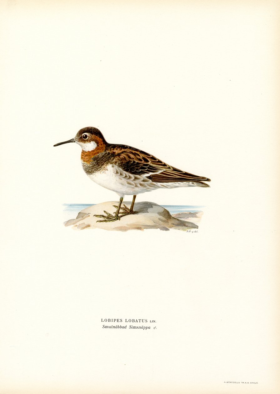 Punakaulainen phalarope (väri litho) tekijältä Magnus Ferdinand and Wilhelm von Wright