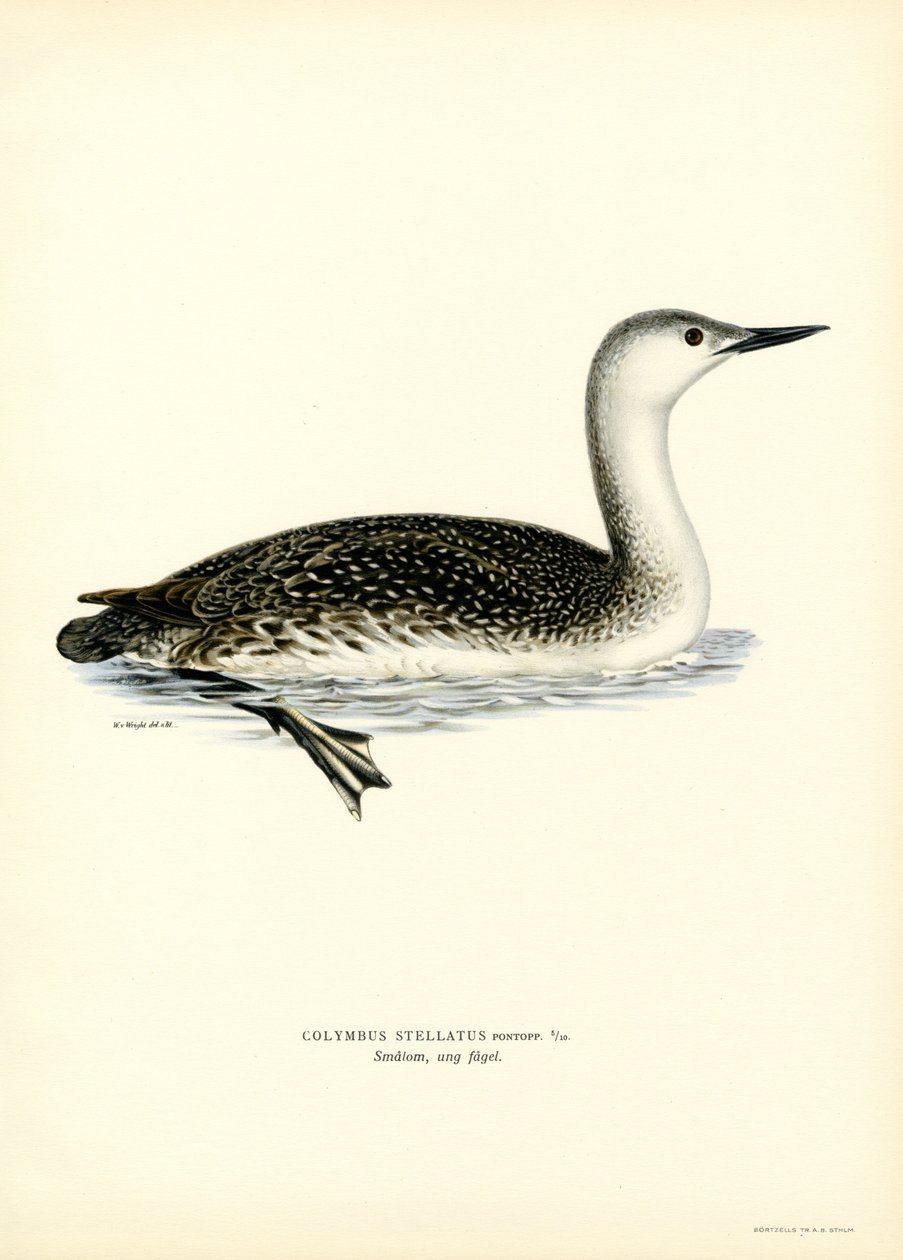 Red-throated Diver (väri litho) tekijältä Magnus Ferdinand and Wilhelm von Wright