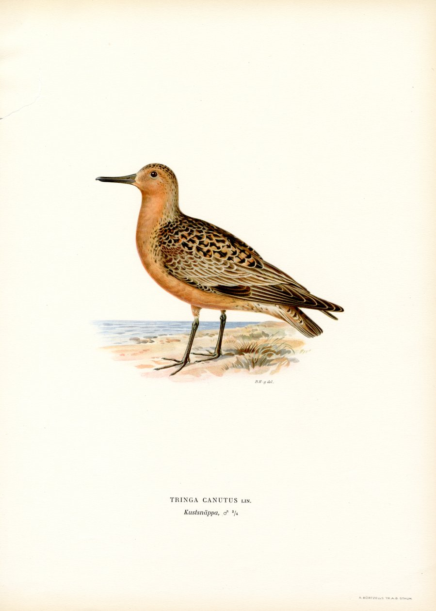 Red Knot (väri litho) tekijältä Magnus Ferdinand and Wilhelm von Wright