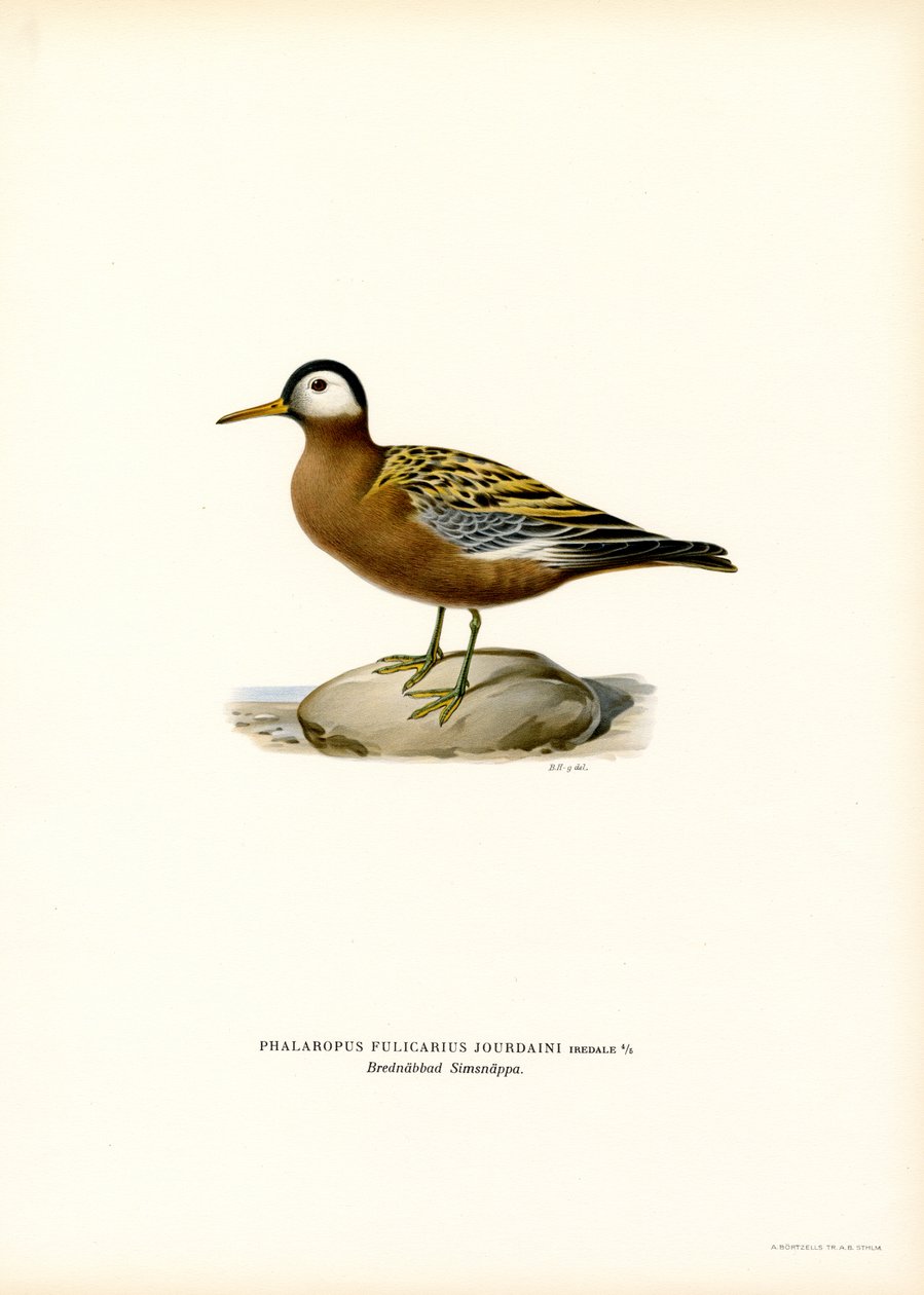 Punainen phalarope (väri lito) tekijältä Magnus Ferdinand and Wilhelm von Wright