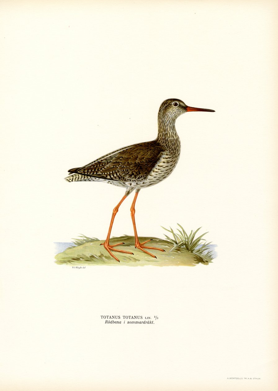 Redshank (väri litho) tekijältä Magnus Ferdinand and Wilhelm von Wright