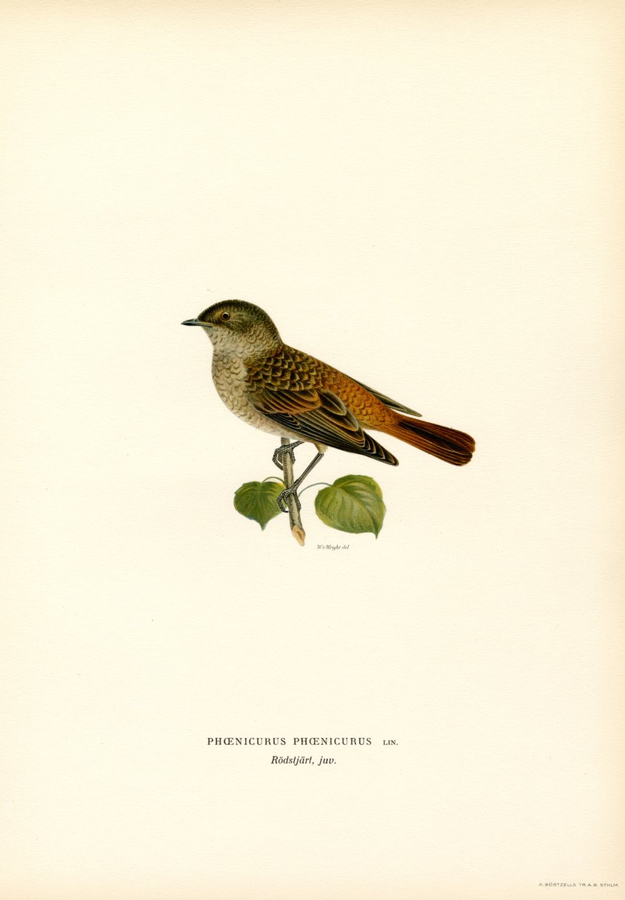 Redstart (väri litho) tekijältä Magnus Ferdinand and Wilhelm von Wright