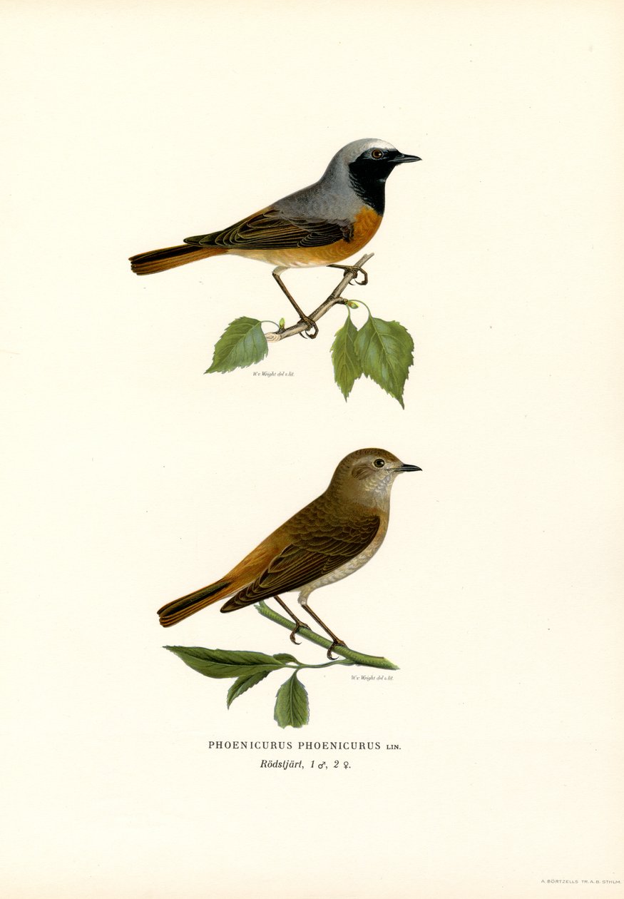 Redstart (väri litho) tekijältä Magnus Ferdinand and Wilhelm von Wright