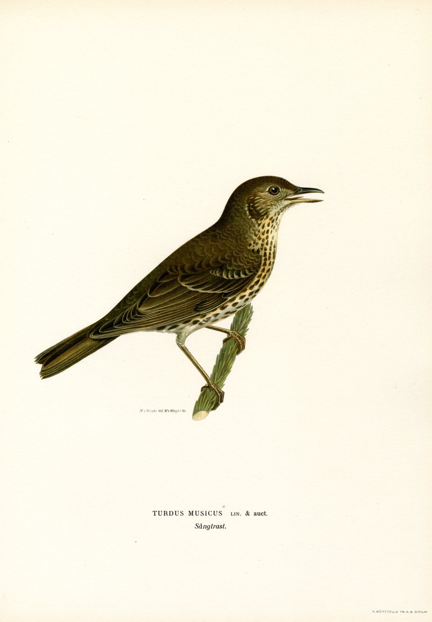 Redwing (väri litho) tekijältä Magnus Ferdinand and Wilhelm von Wright