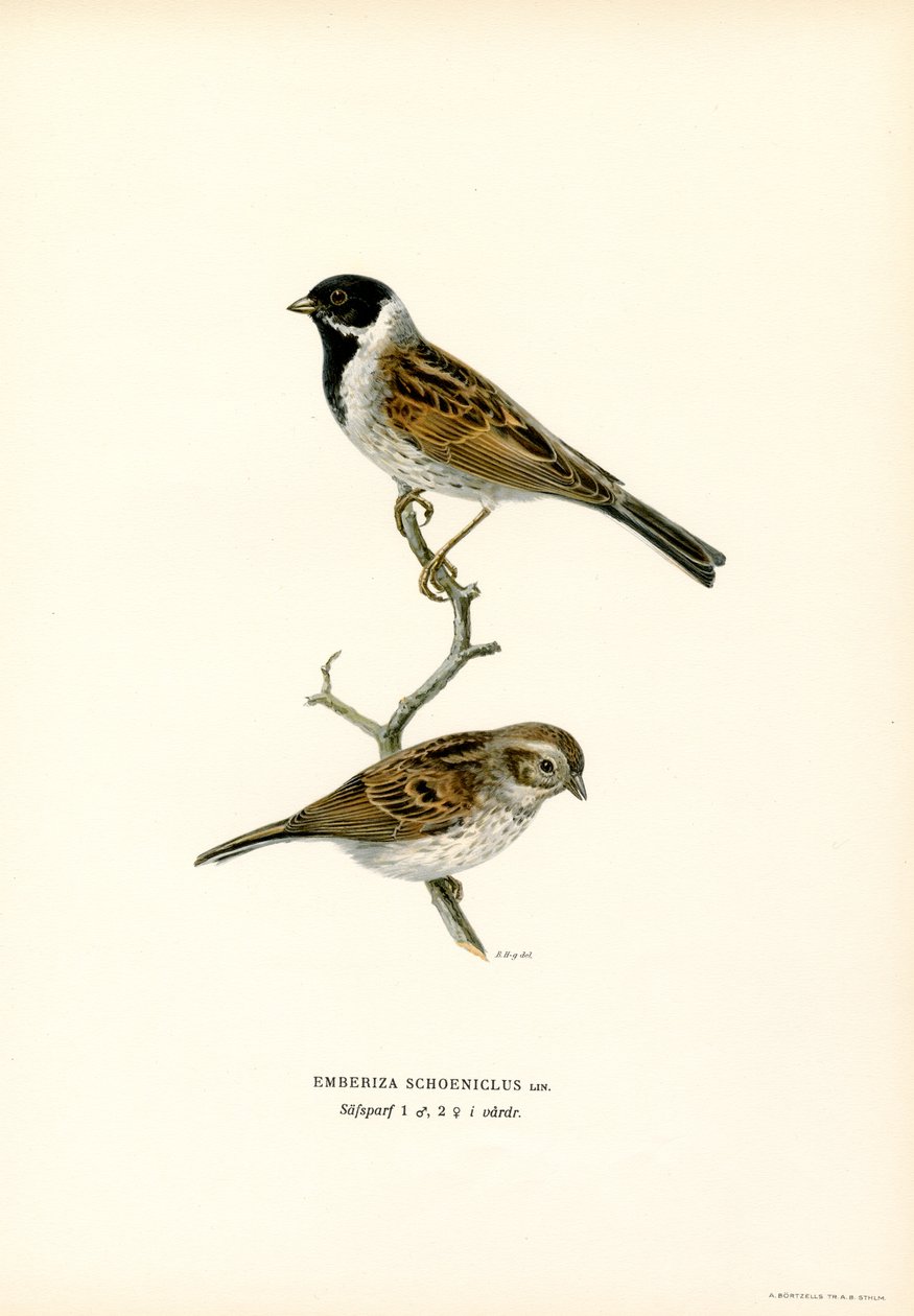 Ruokosirkku (väri litho) tekijältä Magnus Ferdinand and Wilhelm von Wright