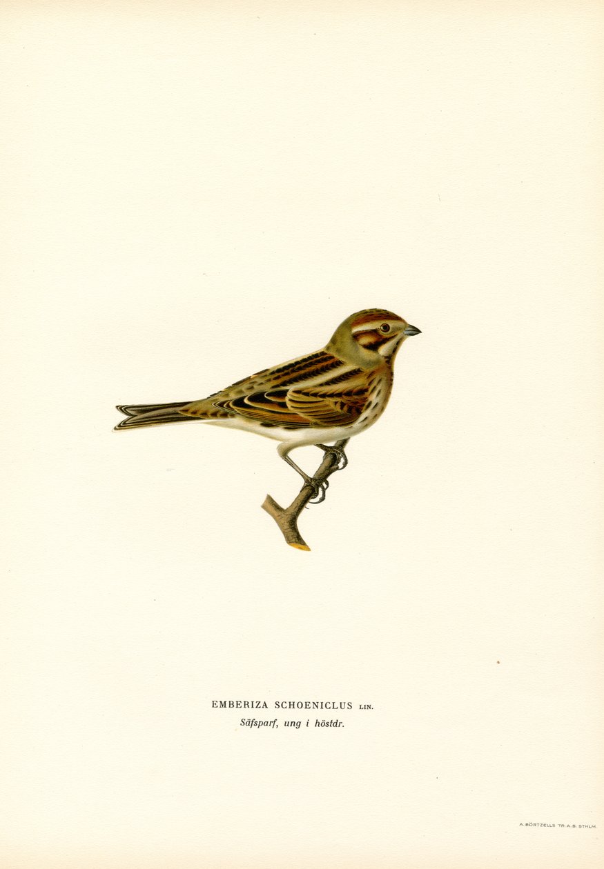 Ruokosirkku (väri litho) tekijältä Magnus Ferdinand and Wilhelm von Wright