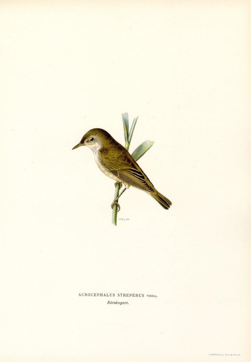 Ruokokirkko (väri litho) tekijältä Magnus Ferdinand and Wilhelm von Wright
