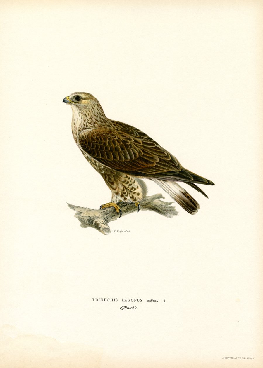 Karkeajalkainen hiirihaukka (väri litho) tekijältä Magnus Ferdinand and Wilhelm von Wright