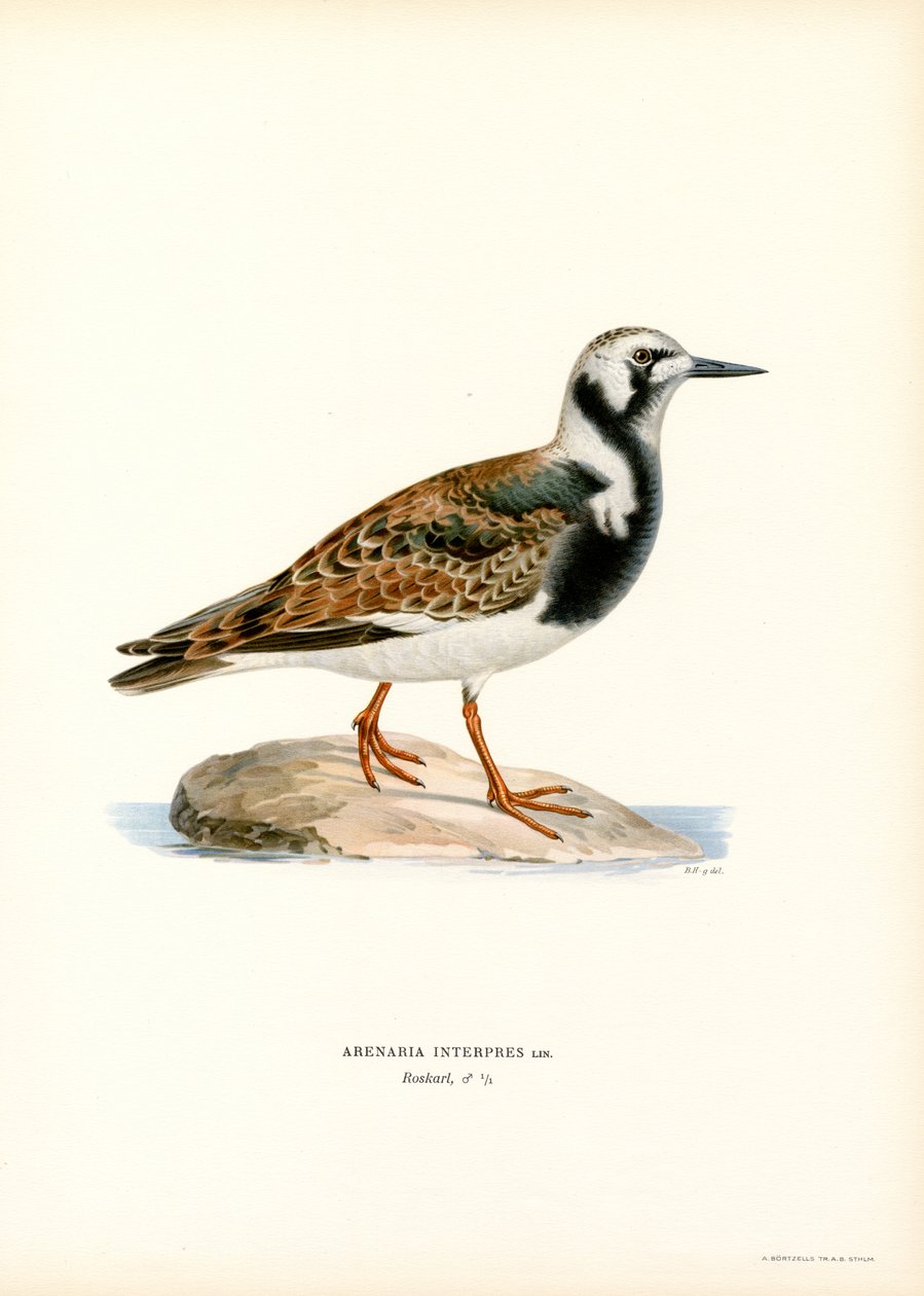 Ruddy Turnstone (väri litho) tekijältä Magnus Ferdinand and Wilhelm von Wright
