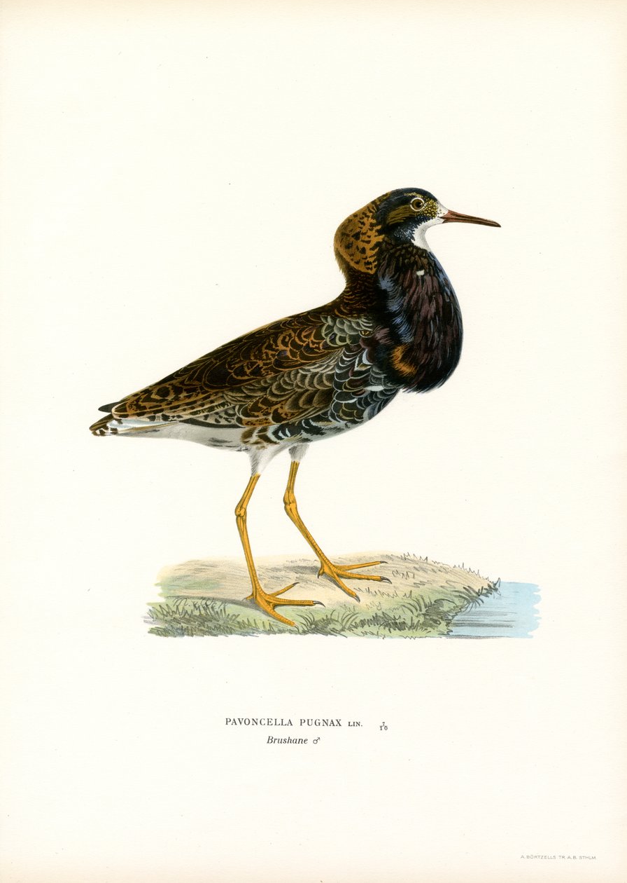 Ruff (väri litho) tekijältä Magnus Ferdinand and Wilhelm von Wright