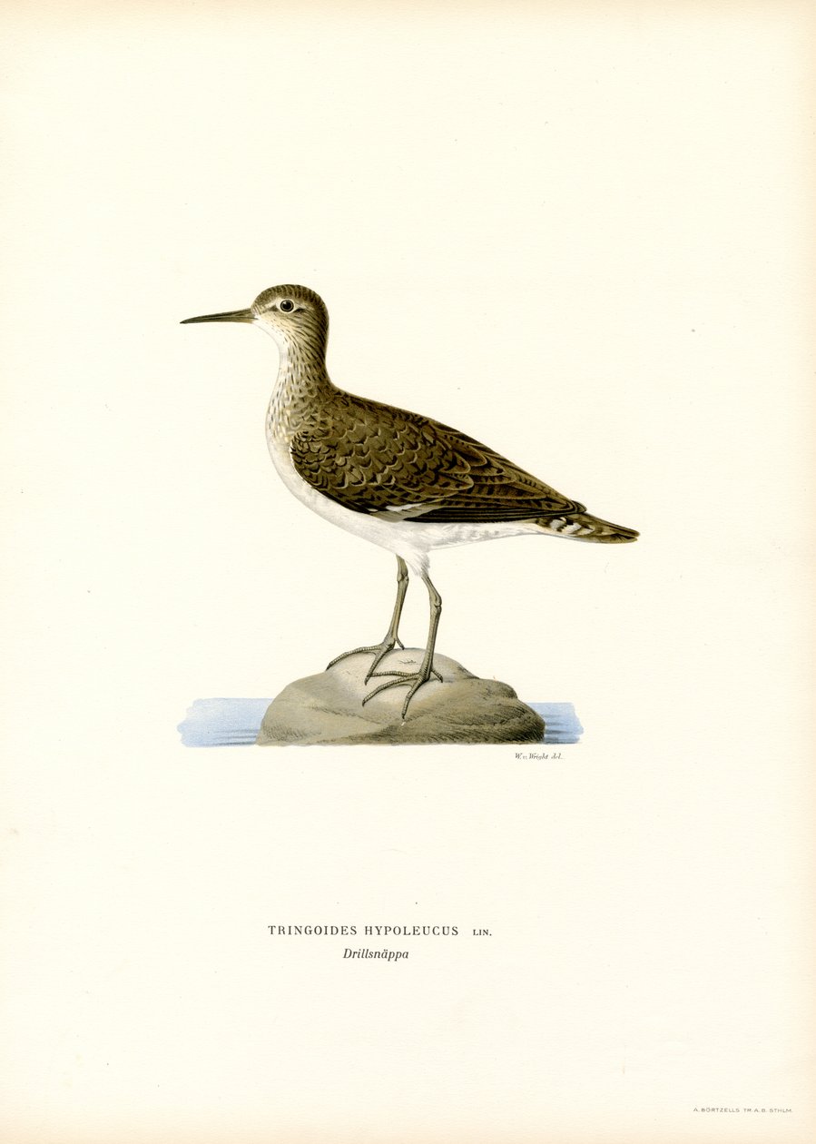Sandpiper (väri litho) tekijältä Magnus Ferdinand and Wilhelm von Wright