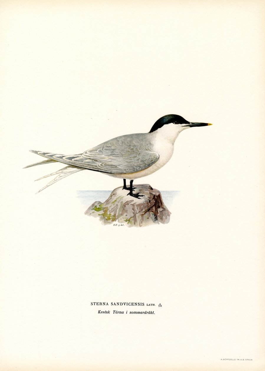 Sandwich Tern (väri litho) tekijältä Magnus Ferdinand and Wilhelm von Wright