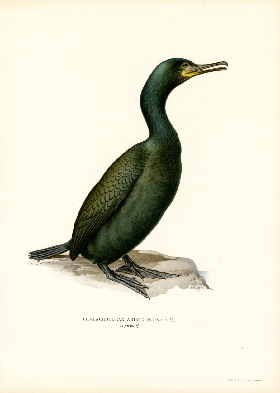 Shag (väri litho) tekijältä Magnus Ferdinand and Wilhelm von Wright