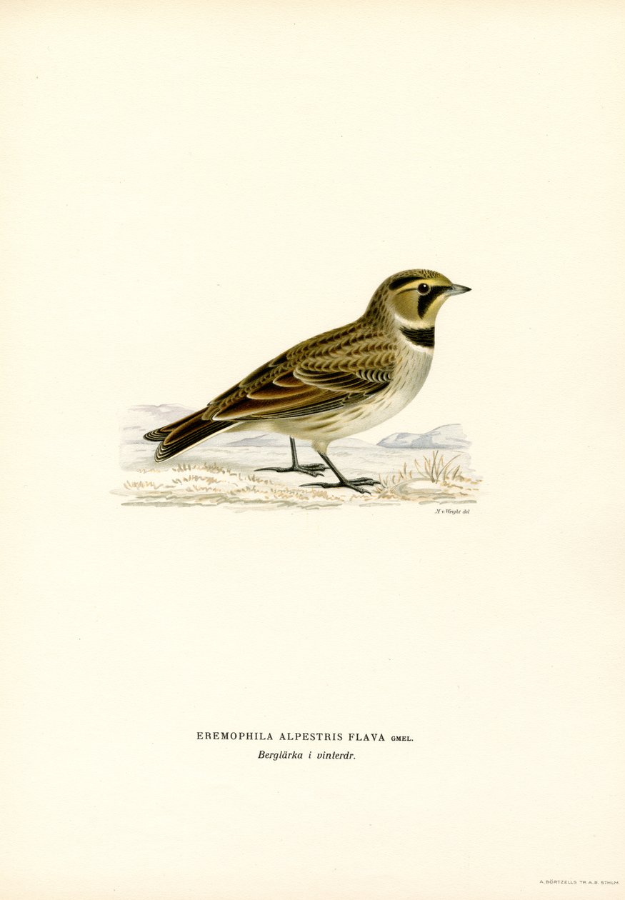Shore Lark (väri litho) tekijältä Magnus Ferdinand and Wilhelm von Wright