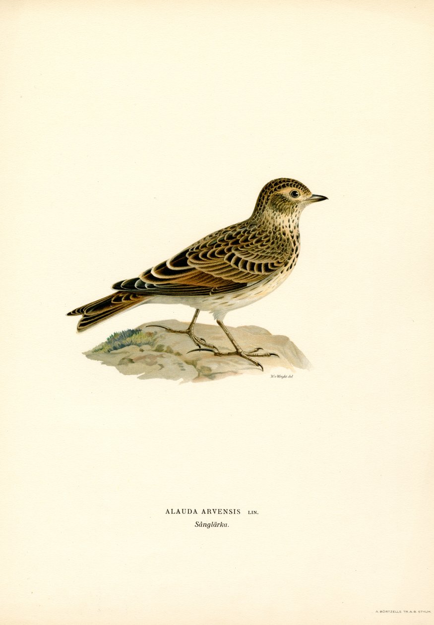 Skylark (väri litho) tekijältä Magnus Ferdinand and Wilhelm von Wright
