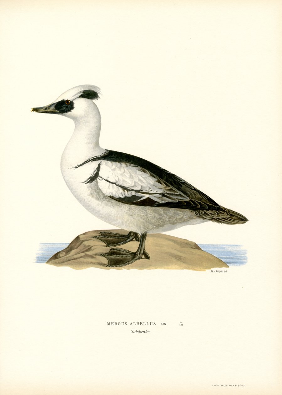 Smew (väri litho) tekijältä Magnus Ferdinand and Wilhelm von Wright