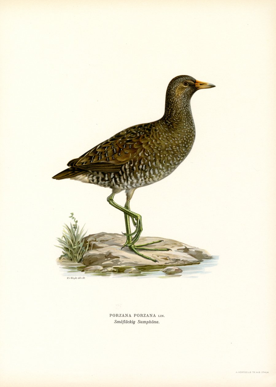 Spotted Crake (litografia de color) finlandès tekijältä Magnus Ferdinand and Wilhelm von Wright