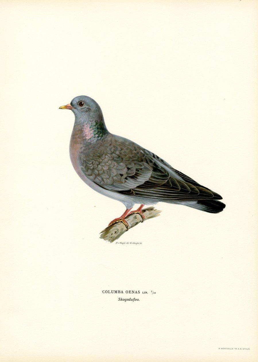 Stock Dove (väri litho) tekijältä Magnus Ferdinand and Wilhelm von Wright