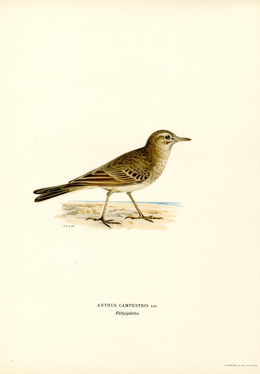 Tawny Pipit (väri litho) tekijältä Magnus Ferdinand and Wilhelm von Wright