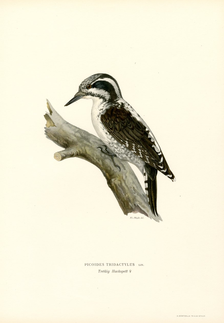 Kolmivarvas tikka (väri litho) tekijältä Magnus Ferdinand and Wilhelm von Wright