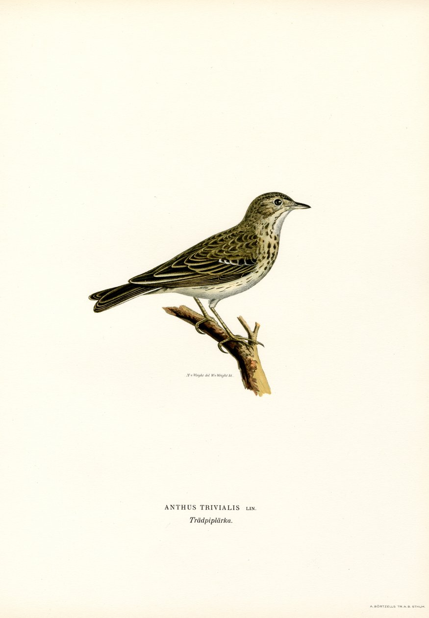 Tree Pipit (väri litho) tekijältä Magnus Ferdinand and Wilhelm von Wright