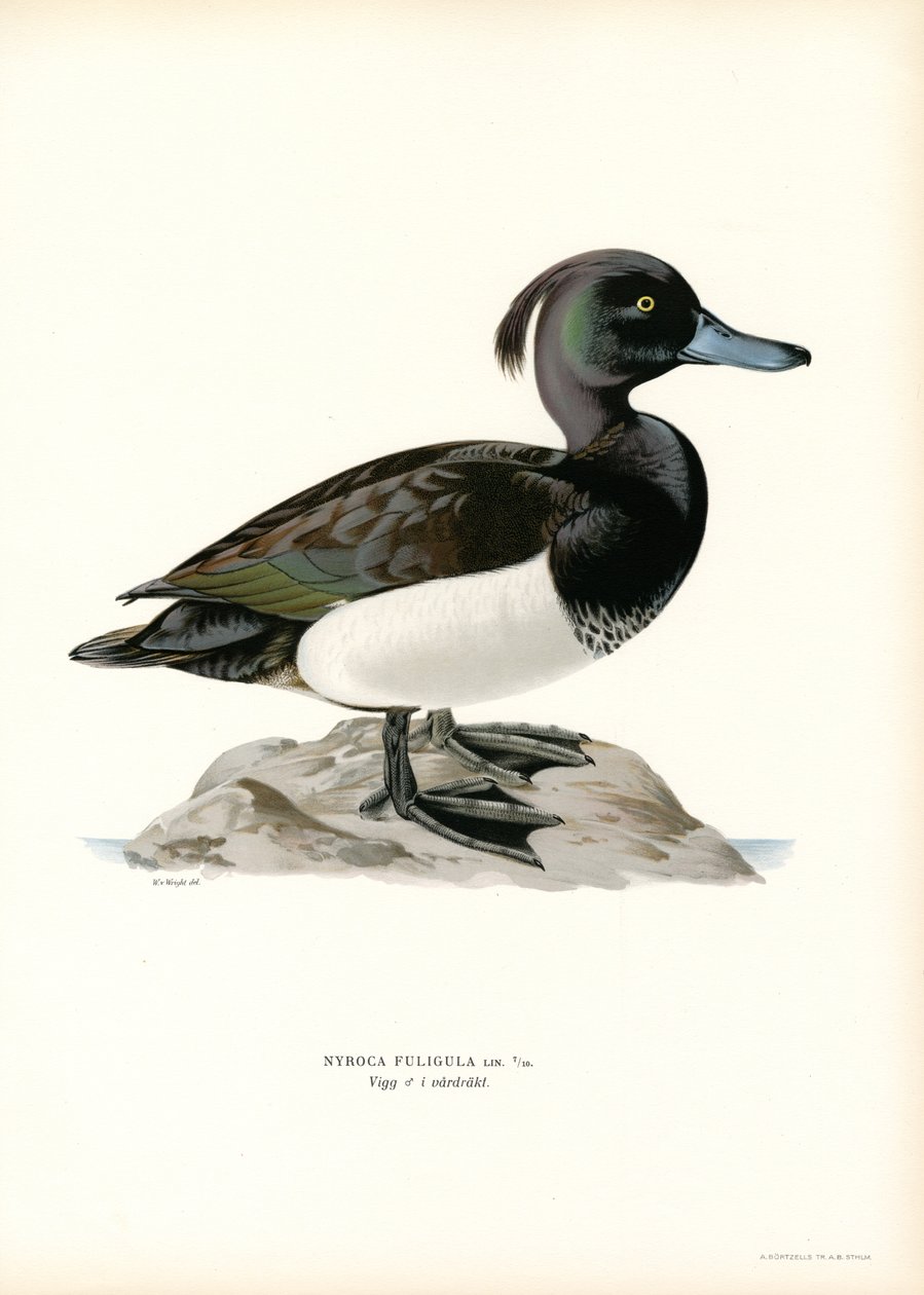 Tuftattu ankka (väri litho) tekijältä Magnus Ferdinand and Wilhelm von Wright