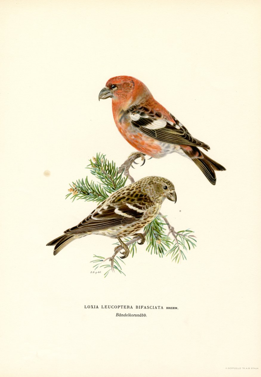 Kaksipylväinen ristinokka (väri litho) tekijältä Magnus Ferdinand and Wilhelm von Wright