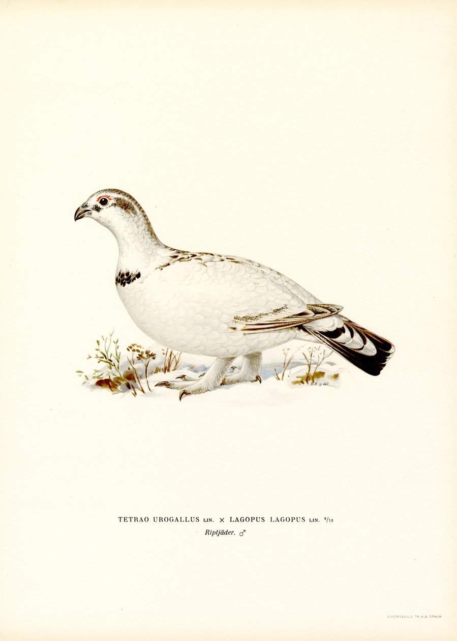 Länsimetso x Willow Ptarmigan (väri litho) tekijältä Magnus Ferdinand and Wilhelm von Wright