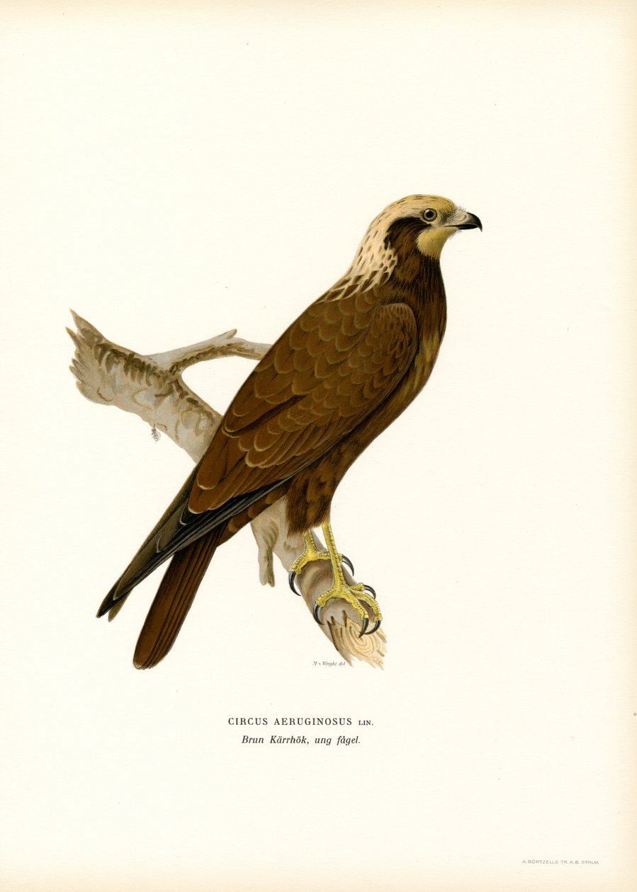 Western Marsh Harrier (väri litho) tekijältä Magnus Ferdinand and Wilhelm von Wright