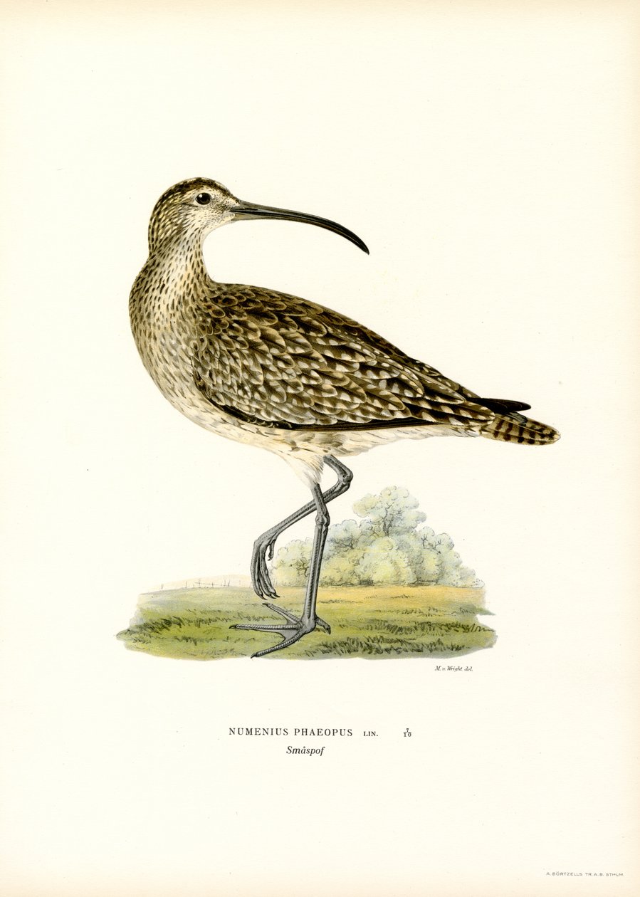 Whimbrel (väri litho) tekijältä Magnus Ferdinand and Wilhelm von Wright