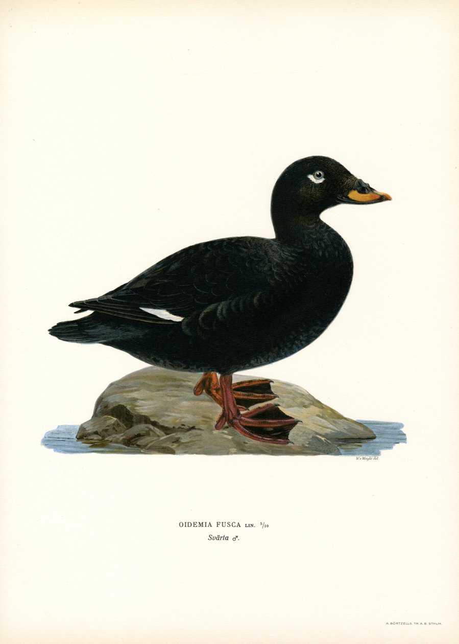 Scoter d