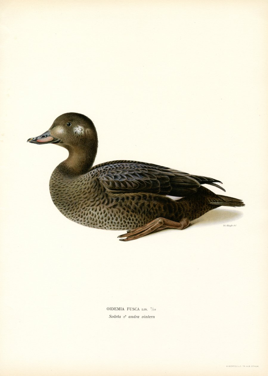 Valkosiipinen Scoter (väri litho) tekijältä Magnus Ferdinand and Wilhelm von Wright