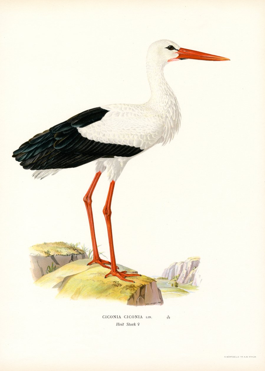 White Stork (väri litho) tekijältä Magnus Ferdinand and Wilhelm von Wright