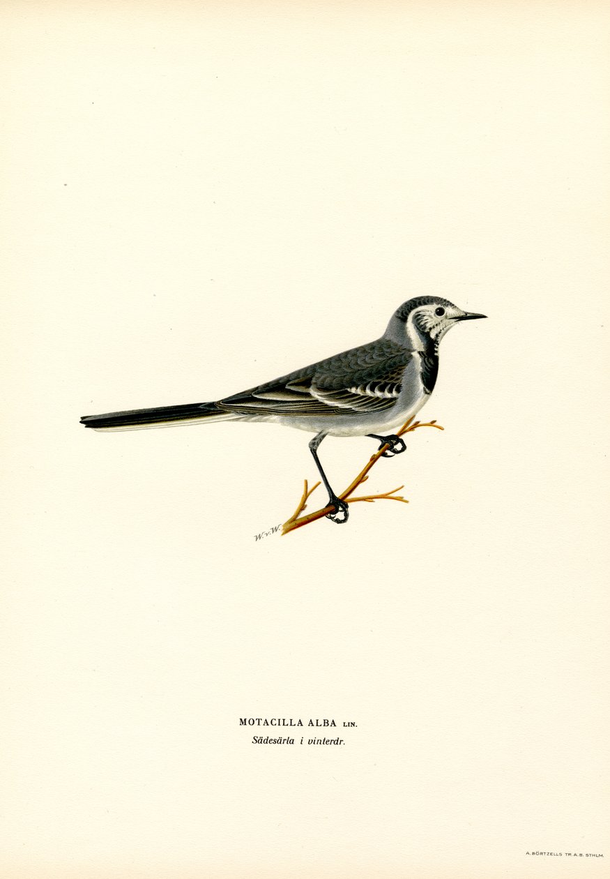 White Wagtail (väri litho) tekijältä Magnus Ferdinand and Wilhelm von Wright