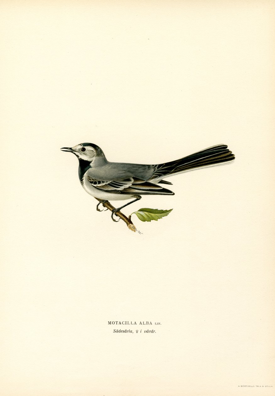 White Wagtail (väri litho) tekijältä Magnus Ferdinand and Wilhelm von Wright