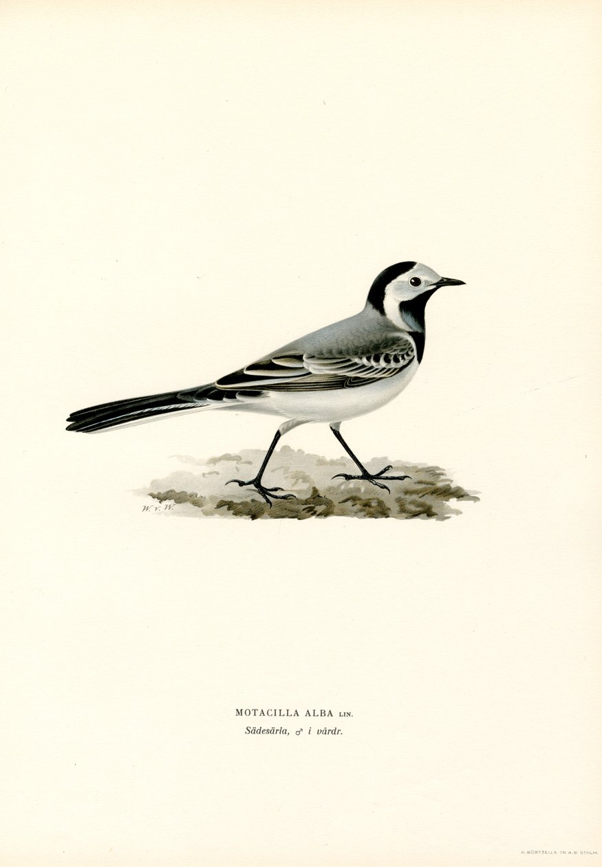 White Wagtail (väri litho) tekijältä Magnus Ferdinand and Wilhelm von Wright