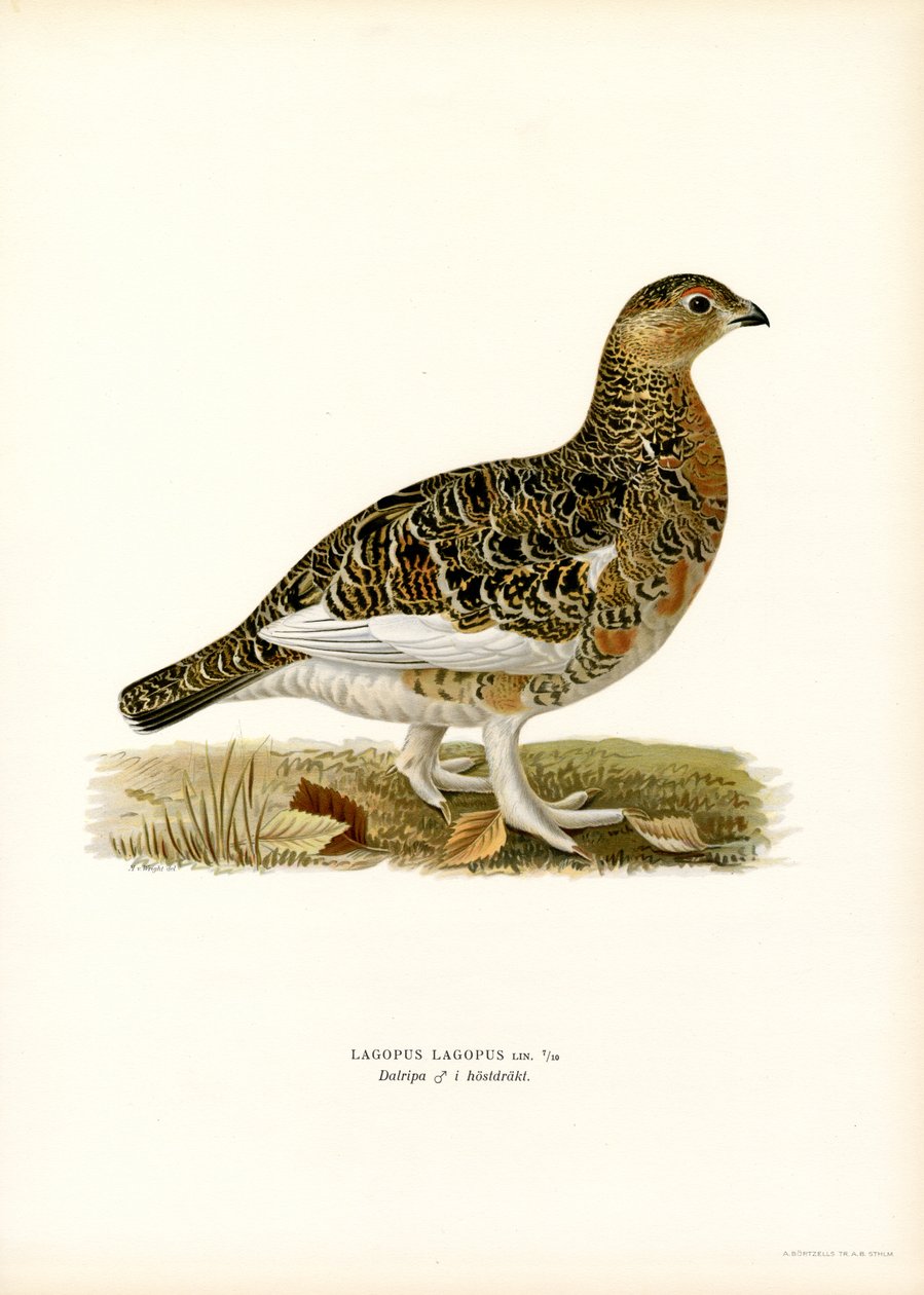 Willow Ptarmigan (väri litho) tekijältä Magnus Ferdinand and Wilhelm von Wright