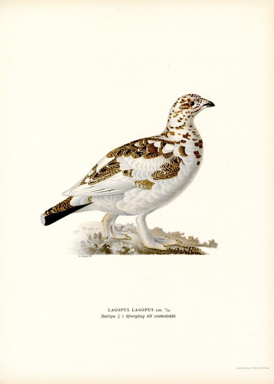 Willow Ptarmigan (väri litho) tekijältä Magnus Ferdinand and Wilhelm von Wright