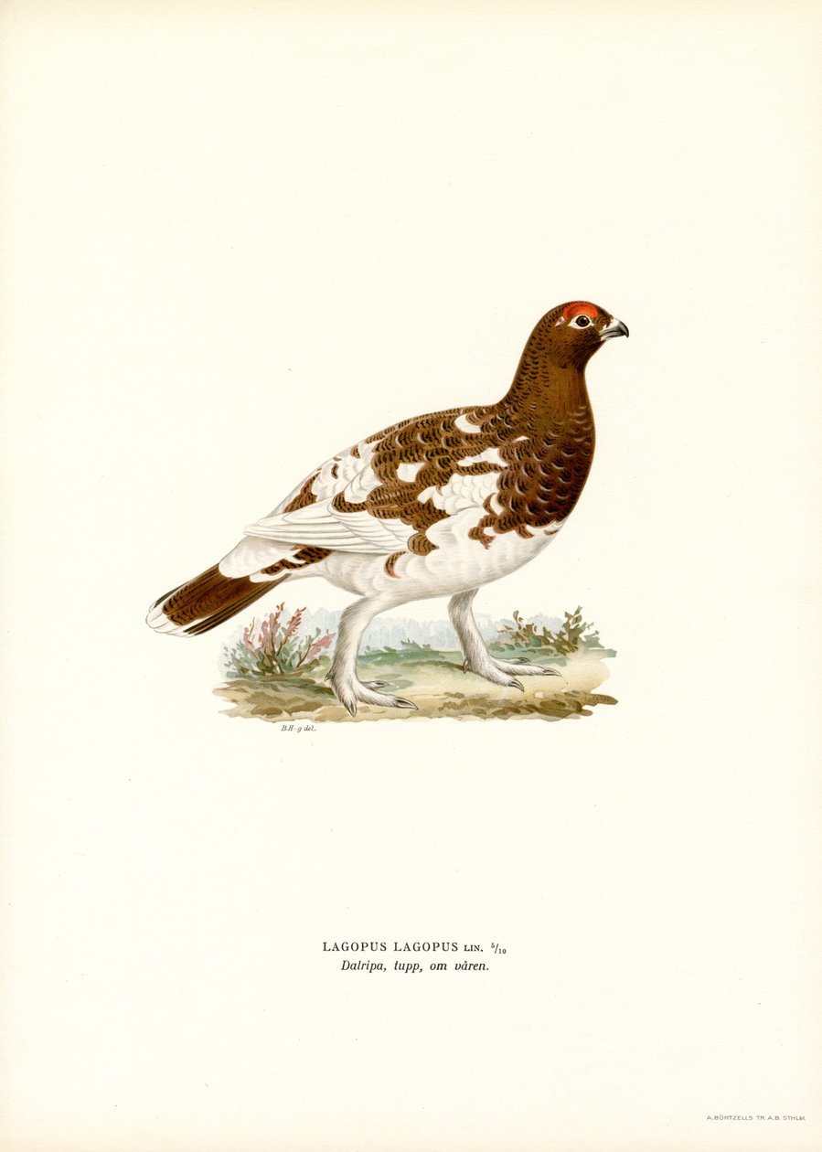 Willow Ptarmigan (väri litho) tekijältä Magnus Ferdinand and Wilhelm von Wright