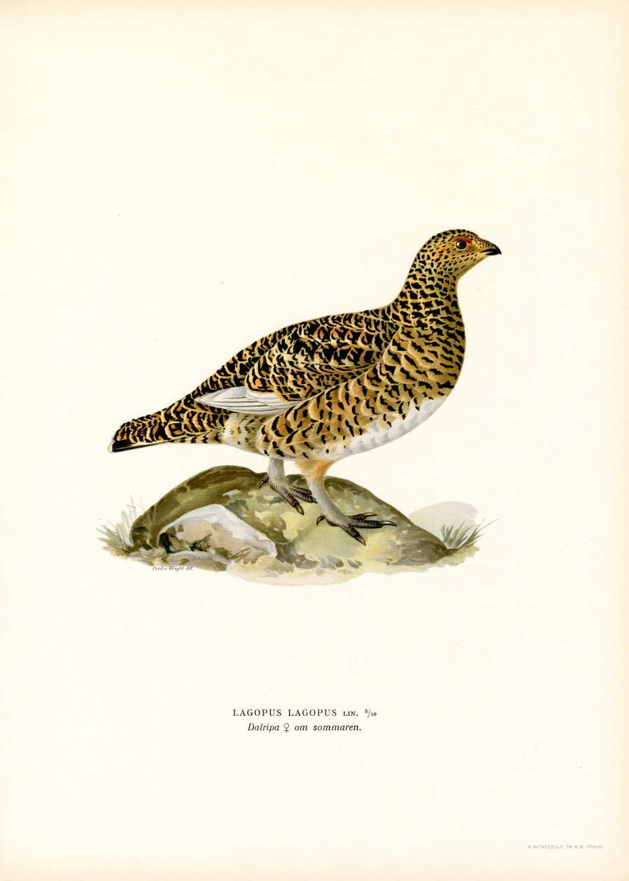 Willow Ptarmigan (väri litho) tekijältä Magnus Ferdinand and Wilhelm von Wright