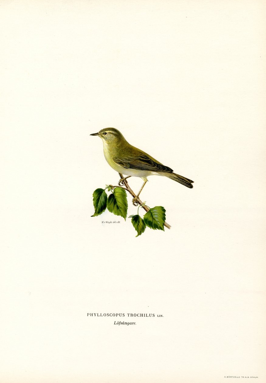Willow Warbler (väri litho) tekijältä Magnus Ferdinand and Wilhelm von Wright