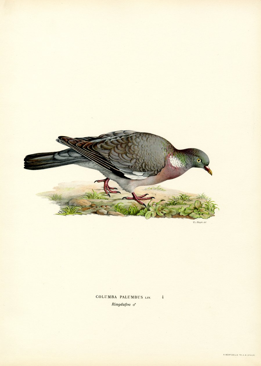 Wood Pigeon (väri litho) tekijältä Magnus Ferdinand and Wilhelm von Wright