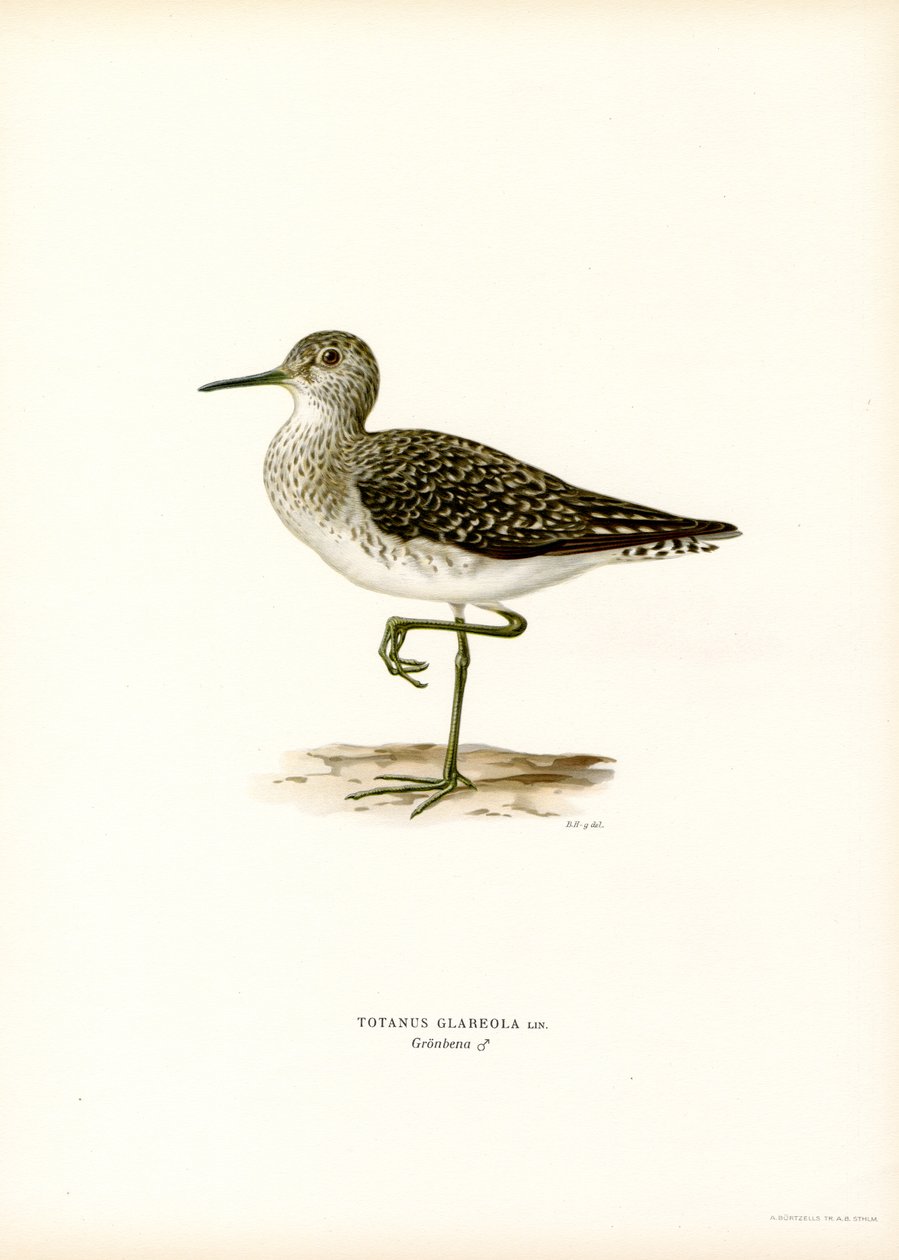 Wood Sandpiper (väri litho) tekijältä Magnus Ferdinand and Wilhelm von Wright