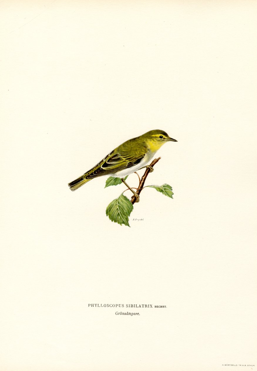 Wood Warbler (väri litho) tekijältä Magnus Ferdinand and Wilhelm von Wright