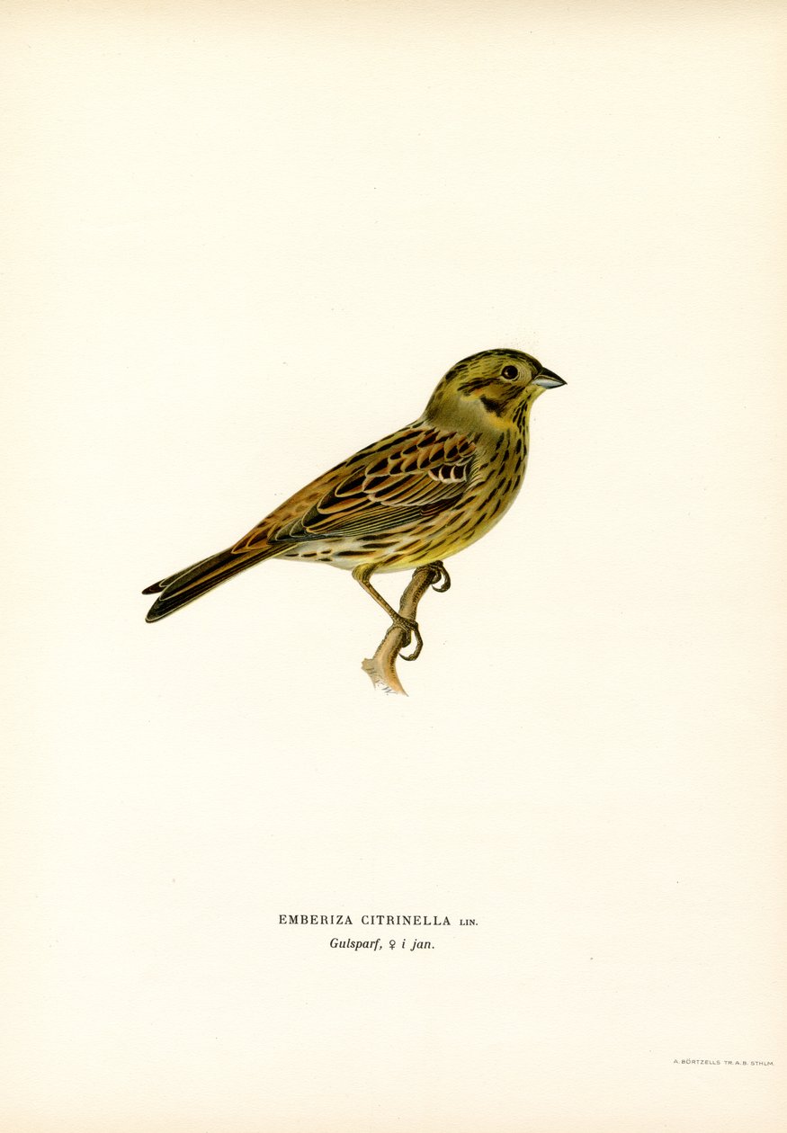 Keltasirkku (väri litho) tekijältä Magnus Ferdinand and Wilhelm von Wright