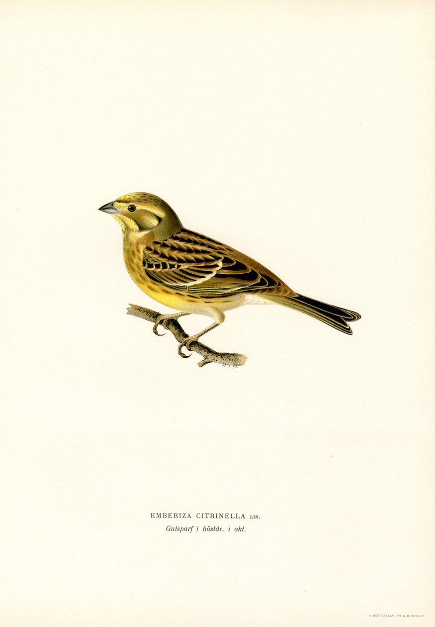 Keltavasara (Emberiza citrinella) (väri litho) tekijältä Magnus Ferdinand and Wilhelm von Wright
